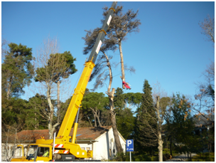 Uklonjena stara stabla