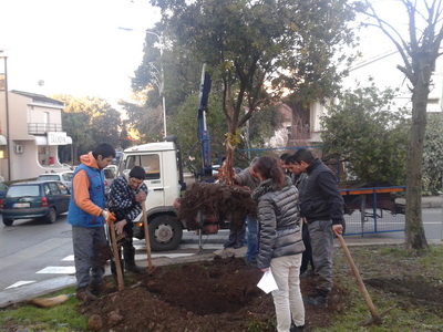 presađivanje kalestemona