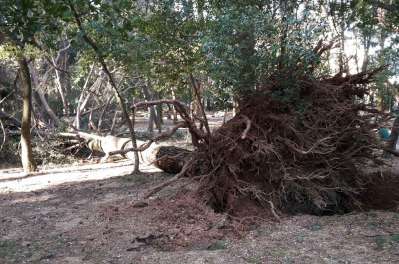 Bura oborila stabla u parku