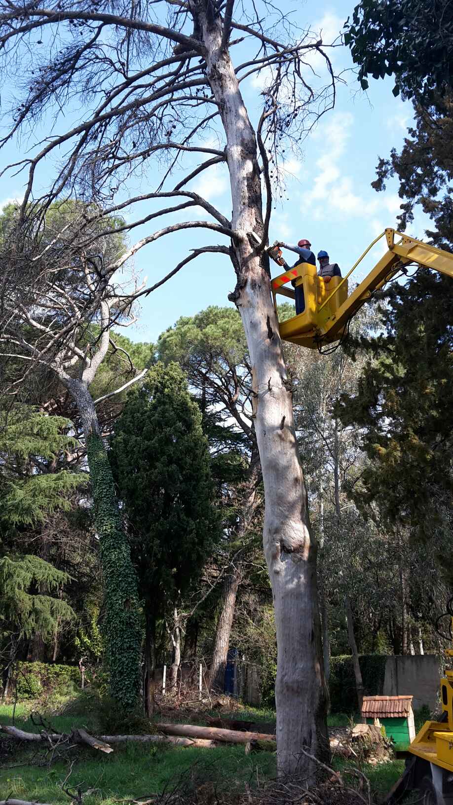Posječeni suvi borovi kod stadiona u parku