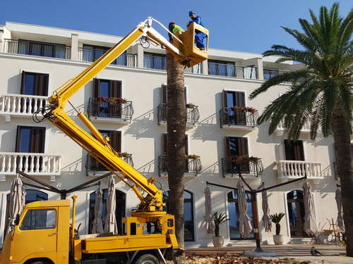 Dendrohirurgija na Pinama