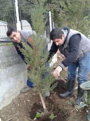 Poklon sadnica čempresa 