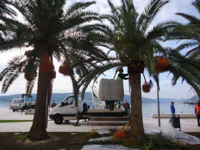 U toku orezivanje palmi 