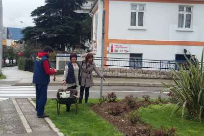 Dopunska sadnja ruža