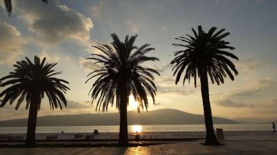 Sutra tretiranje palmi 