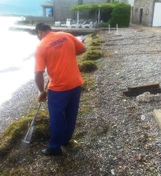 Palo stablo u gradskom parku 