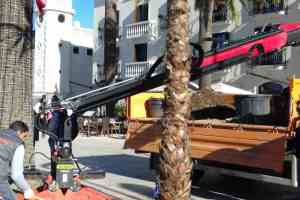 Zamjena palmi na šetalištu Pine