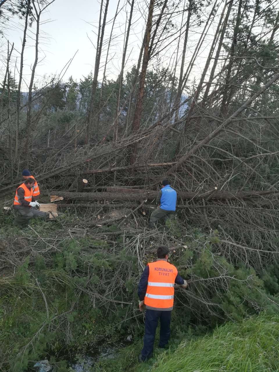 polomljene grane i stabla