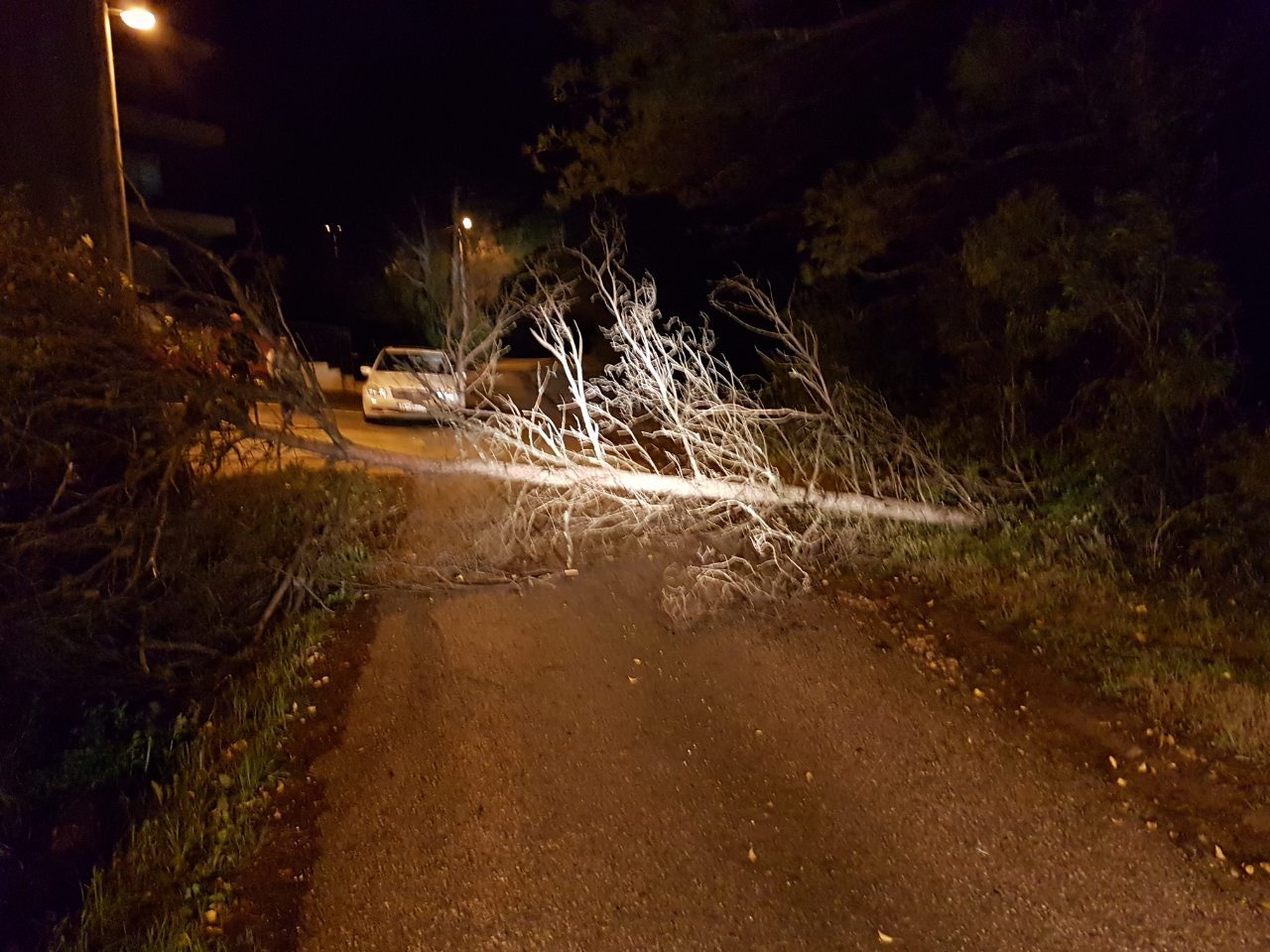 Vjetar oborio stabla hrasta prema Tripovićima i u Gradiošnici
