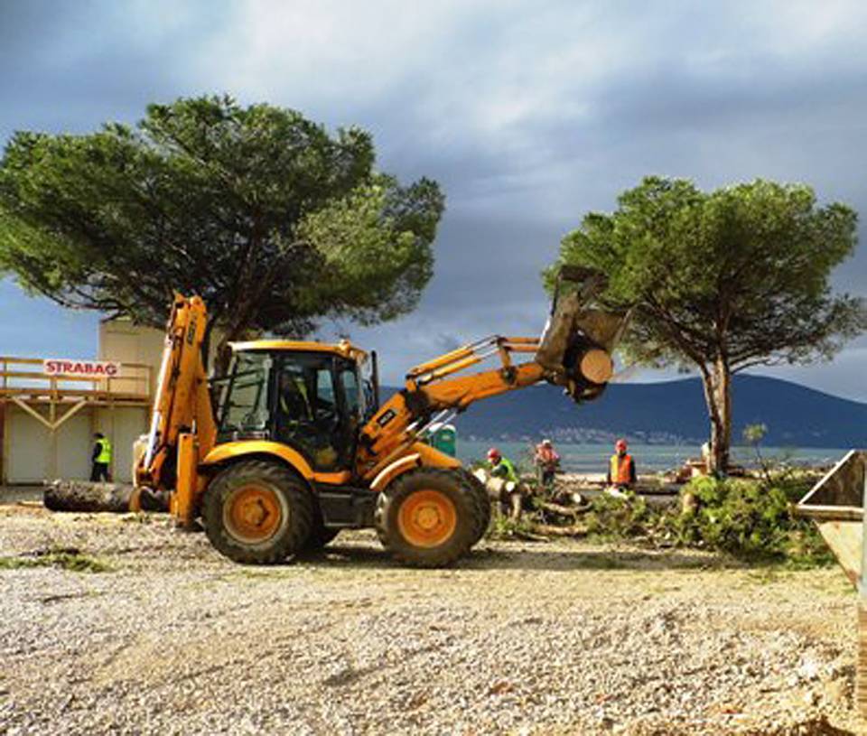Uklonjeni borovi kod Lučke kapetanije